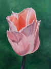 tulip.jpg (33801 bytes)